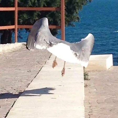 Belle A Svety Vlas شقة