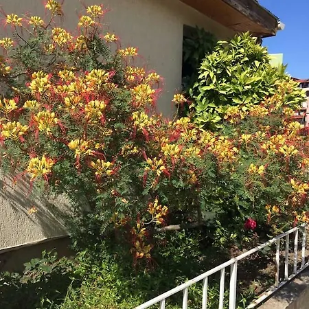 Belle A Svety Vlas سفيتي فلاس